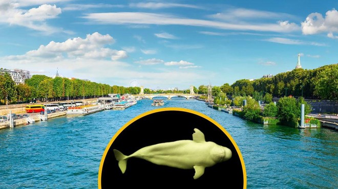 Nenavadno presenečenje v Franciji: kako se je zaščitena vrsta kita znašla v topli reki? (foto: Profimedia)