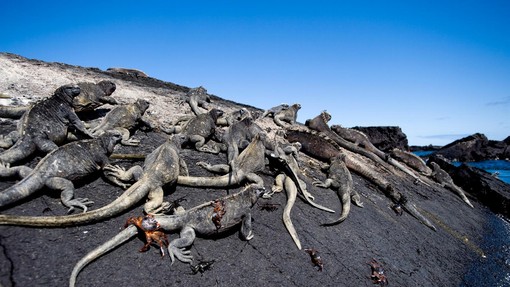Na Galapagosu po 200 letih ponovno rojstvo že izgubljene vrste