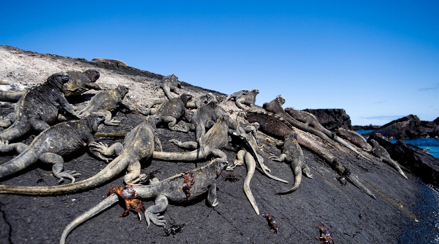 Na Galapagosu po 200 letih ponovno rojstvo že izgubljene vrste (foto: Profimedia)