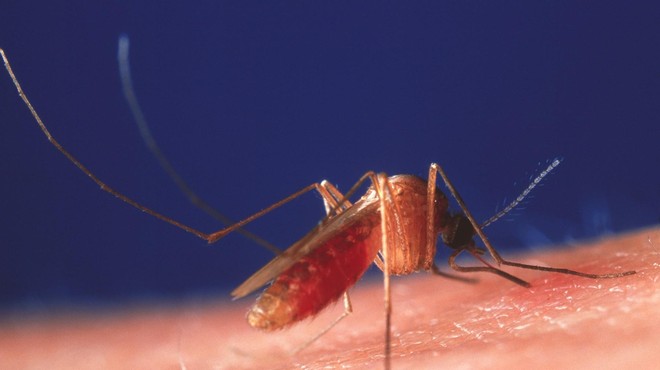 TO so ukrepi, ki bodo zagotovo pomagali odgnati stran nadležne komarje (foto: Profimedia)