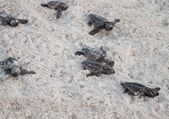 NENAVADEN trend: kar 99 % skotenih želvic je ženskega spola