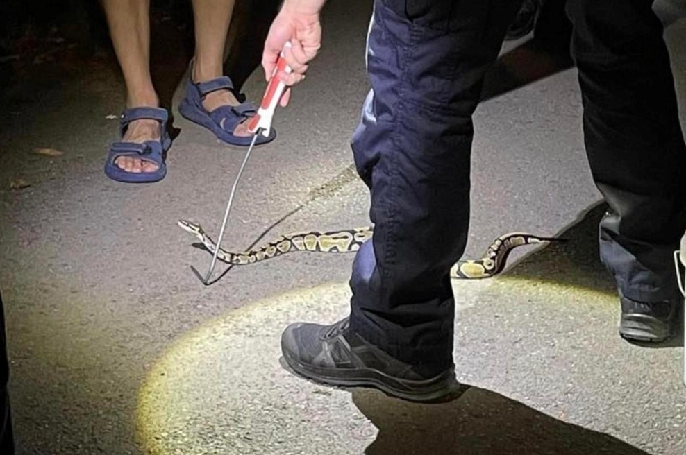 V Ljubljani je nekdo izgubil pitona (foto: Facebook Nina Zupančič)