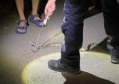 V Ljubljani je nekdo izgubil pitona