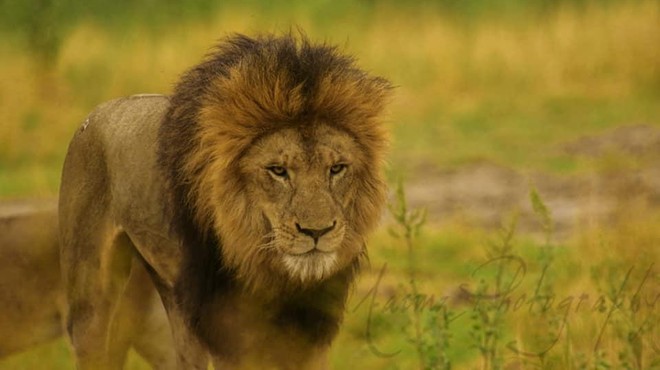 Prvič, drugič, tretjič ... Na dražbi ponujajo 12 levov! (foto: Facebook Safari Zoo Lahore)