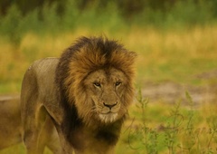 Prvič, drugič, tretjič ... Na dražbi ponujajo 12 levov!