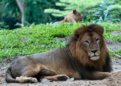 Živalovarstveniki ogorčeni: TAKO v živalskem vrtu rešujejo prostorsko stisko pri levih