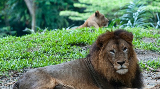 Živalovarstveniki ogorčeni: TAKO v živalskem vrtu rešujejo prostorsko stisko pri levih (foto: Profimedia)