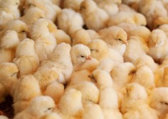 Italija kot tretja država na svetu prepovedala TO kruto prakso v industriji jajc