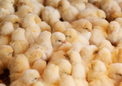  Italija kot tretja država na svetu prepovedala TO kruto prakso v industriji jajc