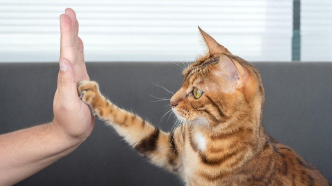 TAKO lahko pokažete svoji mački, da jo imate radi (foto: Profimedia)