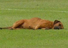 VIDEO: Tekma prestavljena, ker je pes zaspal na igrišču