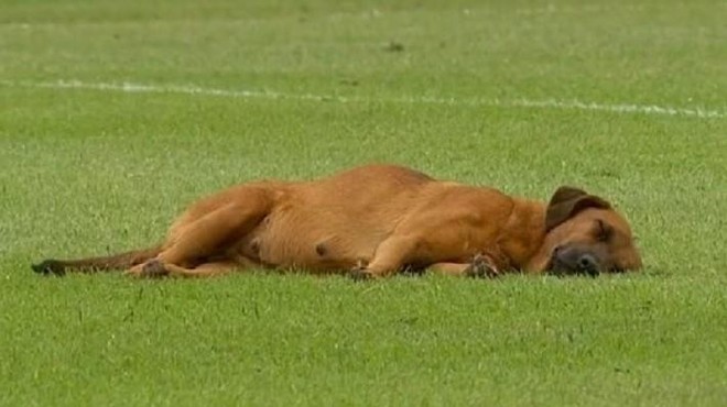 VIDEO: Tekma prestavljena, ker je pes zaspal na igrišču (foto: Twitter/posnetek zaslona)