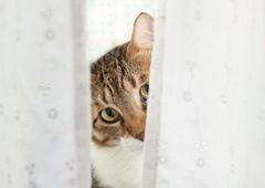 Nikoli si ne bi mislili, da je v Sloveniji toliko ''kosmatih'' priimkov