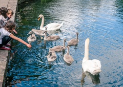 Labode hranite s kruhom? S tem ogrožate njihova življenja!