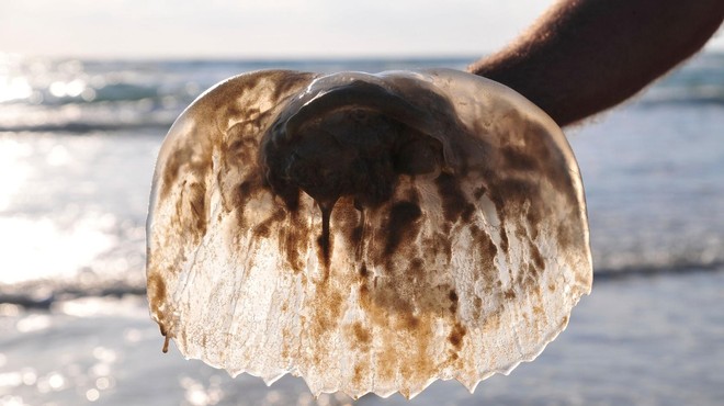 Od kod potreba, da meduze iz morja vlačimo na obale? (foto: Profimedia)