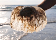 Od kod potreba, da meduze iz morja vlačimo na obale?