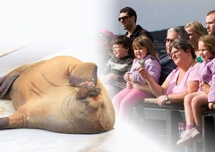 Zgodba o mrožinji Freyi žal nima srečnega konca ...