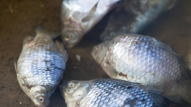Pogini rib po vsej Evropi: okoljska katastrofa tudi na reki Odri (foto: Profimedia)