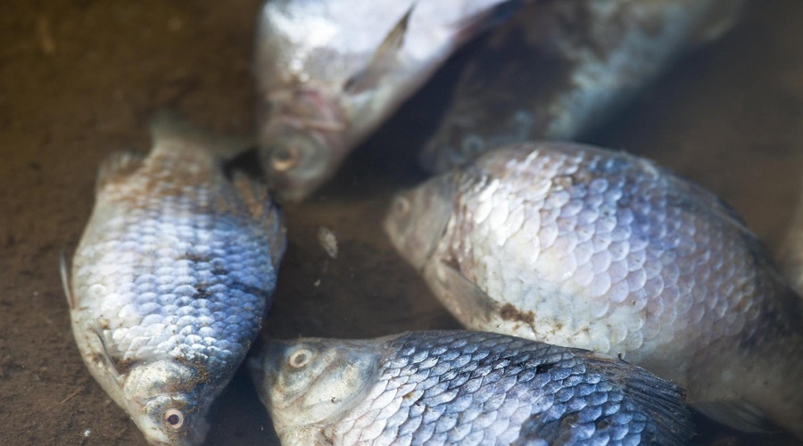 Pogini rib po vsej Evropi: okoljska katastrofa tudi na reki Odri (foto: Profimedia)
