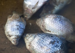 Pogini rib po vsej Evropi: okoljska katastrofa tudi na reki Odri