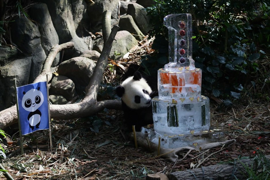Le Le je prvorojenec velikega pande Kai Kai in Jia Jia. Mladiček se je skotil devet let po tem, ko …