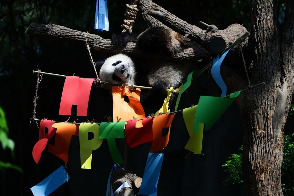 Prvi mladič velikega pande v Singapurju, imenovan Le Le, obeležuje svoj prvi rojstni dan. Za ogled fotografij z njegove zabave …