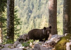Znana je usoda 222 slovenskih medvedov