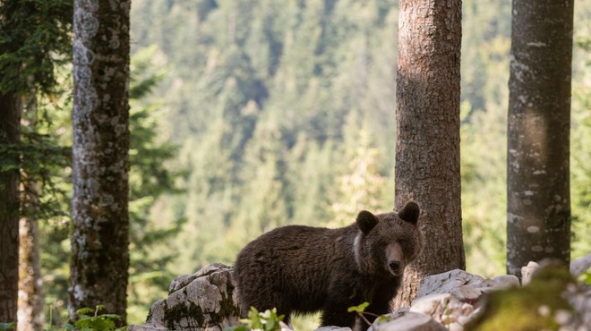 Znana je usoda 222 slovenskih medvedov (foto: Profimedia)