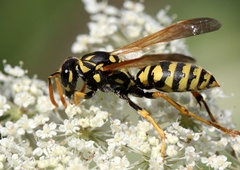 Osovražene, a ose imajo TAKO pomembno okoljsko vlogo