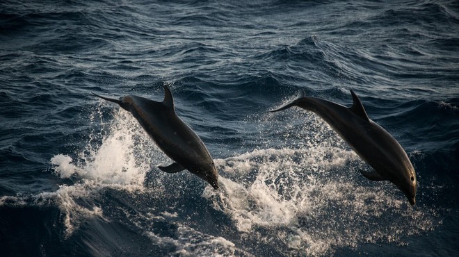 Igra delfinov na Jadranu – ste jih opazili? (foto: Profimedia)