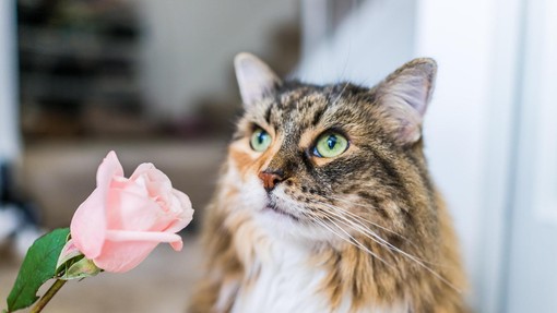 TO so vonji, ki jih vaša mačka ne prenese
