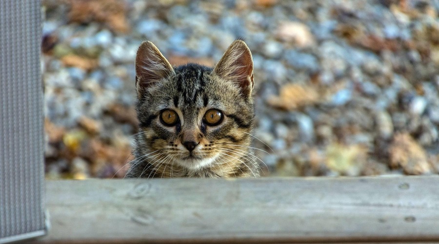 Vedno več streljanja in drugih načinov krutosti do mačk: KAJ se dogaja? (foto: Profimedia)