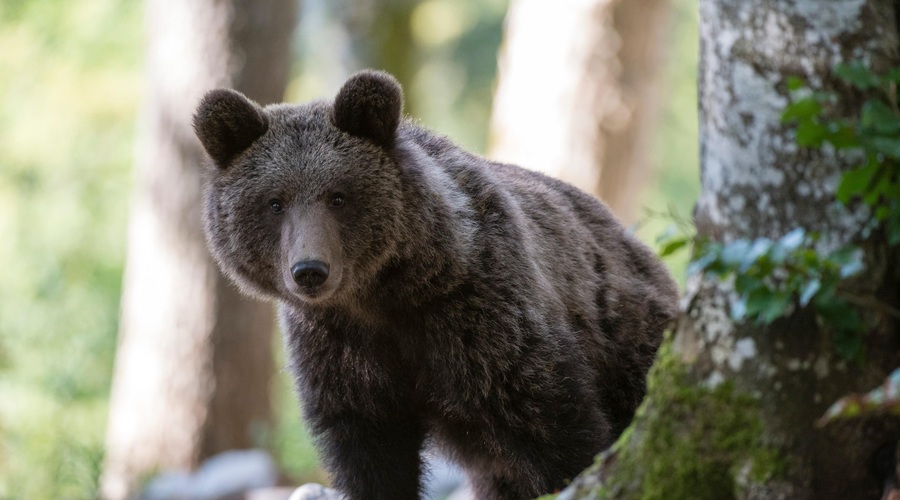 Rešili medveda, ki je pojedel preveč TE poslastice (foto: Profimedia)