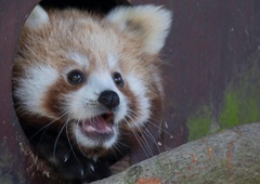 ''Ta mladiček je po tragičnem junijskem dogodku postal simbol upanja''