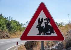 Prometni znak na Hrvaškem privablja poglede: osamljeni zajec ni več tako osamljen