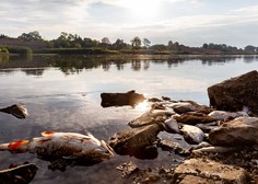 Poljska vlada za informacijo o okoljskem zločinu na reki Odri ponuja 215.000 evrov