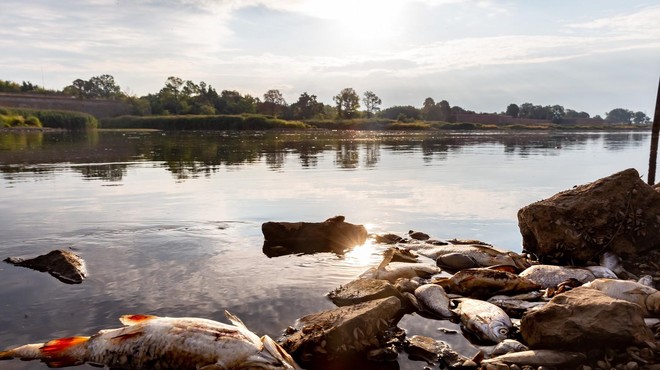 Poljska vlada za informacijo o okoljskem zločinu na reki Odri ponuja 215.000 evrov (foto: Profimedia)