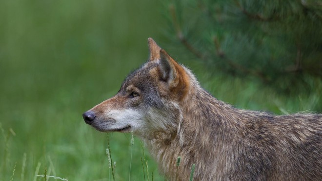Išče se pobeglega volka, ki se je izmuznil skozi ograjo živalskega vrta (foto: Profimedia)
