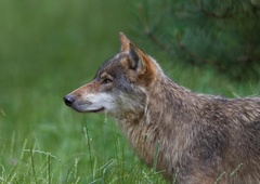 Išče se pobeglega volka, ki se je izmuznil skozi ograjo živalskega vrta