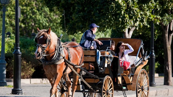 Se po nedavnem incidentu na Majorki konjem, ki vlečejo kočije s turisti obetajo lepši časi? (foto: Profimedia)