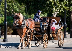 Se po nedavnem incidentu na Majorki konjem, ki vlečejo kočije s turisti obetajo lepši časi?