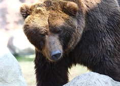 Zakaj je letos toliko manj škode zaradi medvedov?