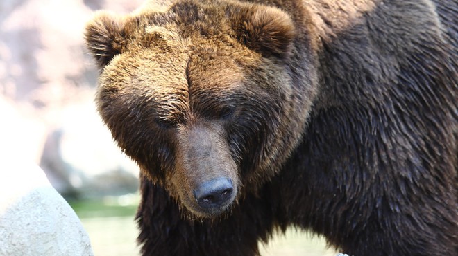 Zakaj je letos toliko manj škode zaradi medvedov? (foto: Profimedia)