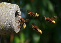 Sršeni do smrti popikali lovca, pomoč je prišla prepozno