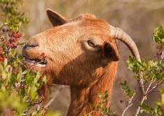 Divje koze na hrvaških otokih domačine spravljajo na rob obupa