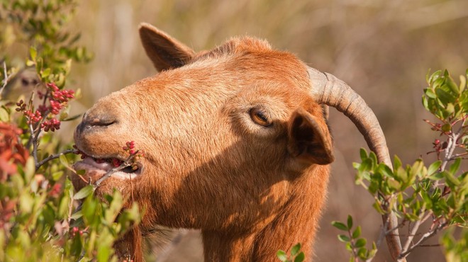 Divje koze na hrvaških otokih domačine spravljajo na rob obupa (foto: Profimedia)