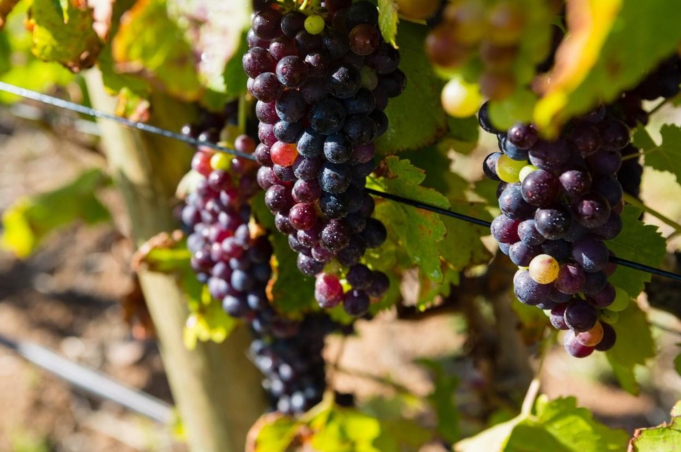 Letos vinogradniki ne bodo zadovoljni (foto: Profimedia)