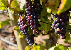Letos vinogradniki ne bodo zadovoljni