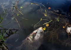 Zopet pogin rib: gasilci se trudijo, da snov ne pride v Kamniško Bistrico