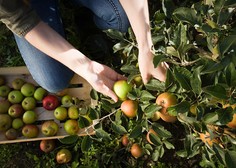 Sadjarji v SKRBEH: v Sloveniji je samooskrba s sadjem resno ogrožena!